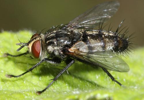 Exorista sp.