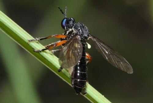 Dioctria sp.