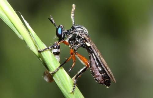 Dioctria sp.