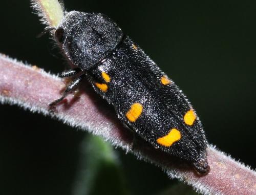 Réf. 45 825 : Ptosima undecimmaculata