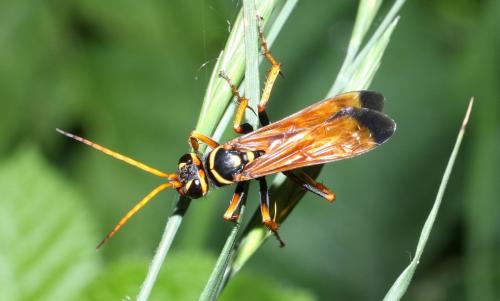 Réf. 45 964 : Batozonellus lacerticida