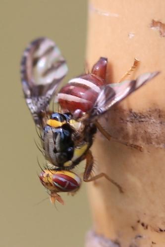 Réf. 45 078 : Neoceratitis cyanescens