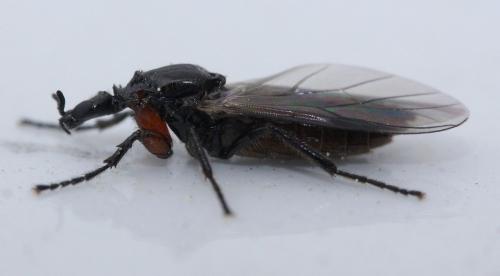 Dilophus antipedalis