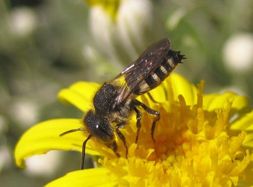 Réf. 45 729 : Coelioxys sp.