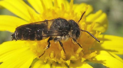 Coelioxys sp.
