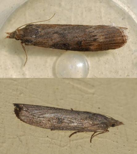Réf. 45 611 : Lamoria anella