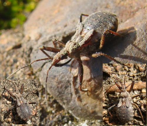 Réf. 45 625 : Rhynocoris erythropus