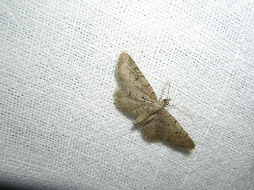 Réf. 45 067 : Eupithecia intricata