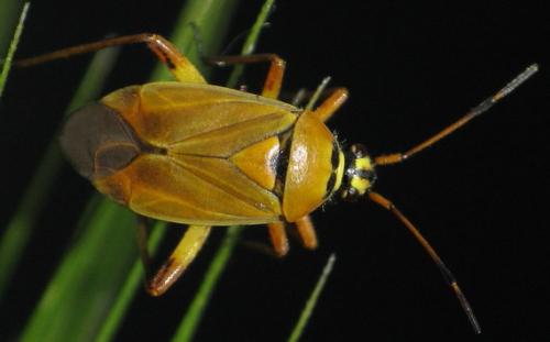 Réf. 45 178 : Brachycoleus pilicornis
