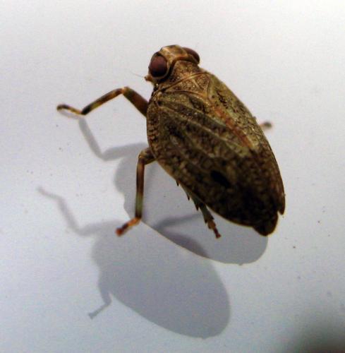 Issus coleoptratus
