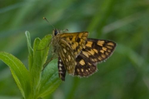 Réf. 45 481 : Carterocephalus palaemon