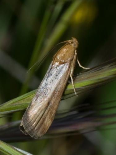 Pterothrixidia rufella