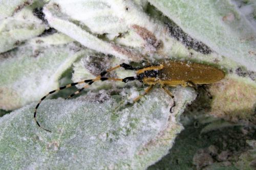 Agapanthia kirbyi