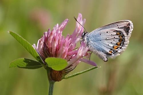 Réf. 45 445 : Plebejus sp.
