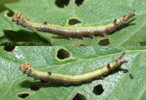 Réf. 45 058 : Dicranura ulmi