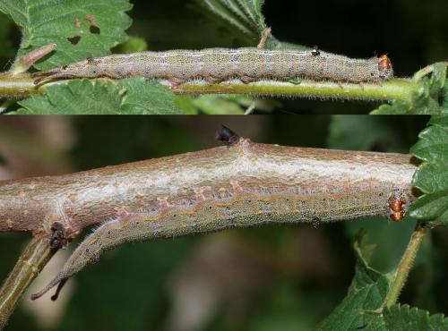 Dicranura ulmi