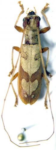 Olenecamptus sp.