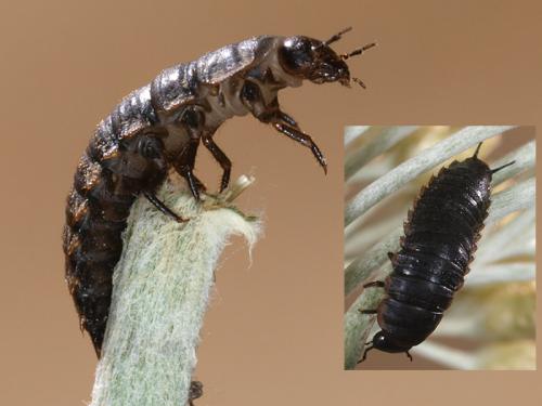 Necrodes littoralis