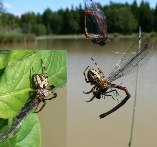 Larinioides cornutus