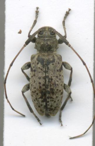 Leiopus femoratus