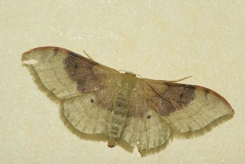 Réf. 45 407 : Idaea degeneraria