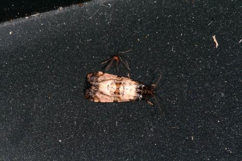 Réf. 45 023 : Cochylis sp.