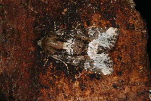 Oligia sp.