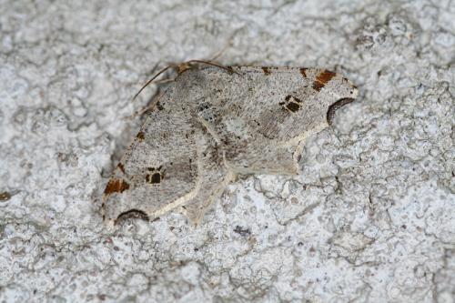 Macaria alternata