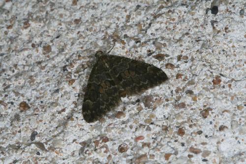 Thera sp.