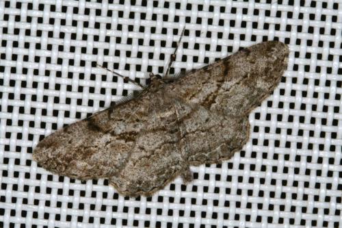 Réf. 45 369 : Peribatodes rhomboidaria