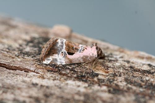 Réf. 45 370 : Elaphria venustula