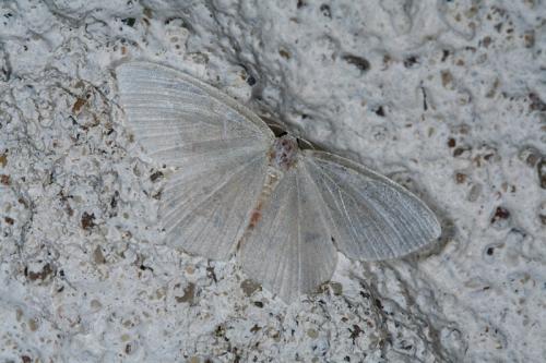 Jodis lactearia