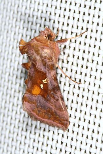 Autographa jota