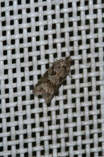 Cnephasia sp.
