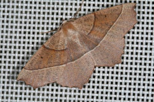 Campaea honoraria