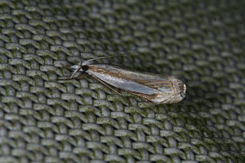 Réf. 45 480 : Crambus pascuella