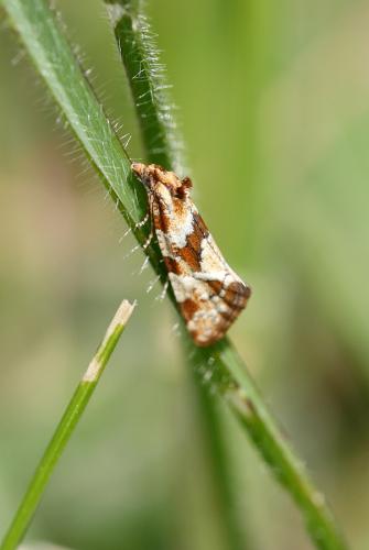Aethes hartmanniana