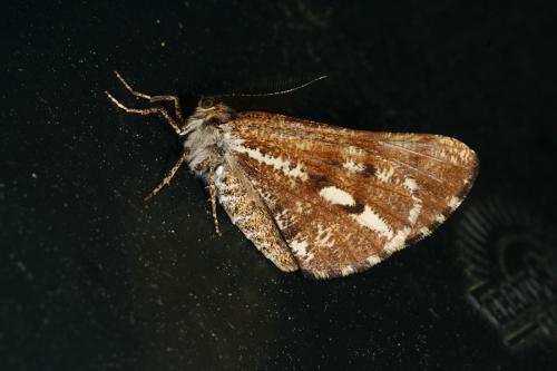 Bupalus piniaria