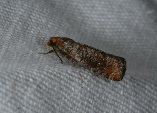 Pseudococcyx turionella