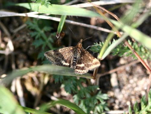Pyrausta despicata