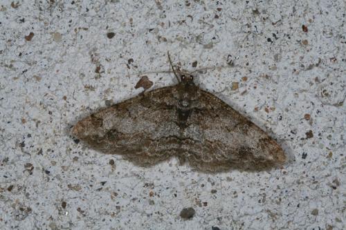 Paradarisa consonaria