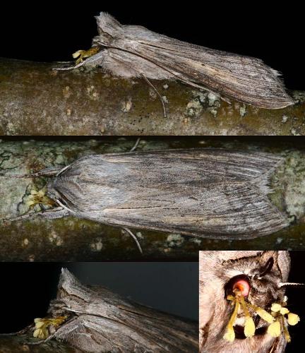 Cucullia umbratica
