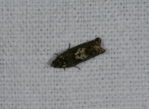 Pammene argyrana