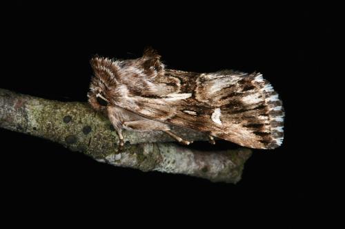 Calophasia lunula
