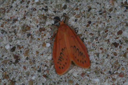 Réf. 45 709 : Miltochrista miniata