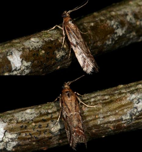 Pempeliella dilutella