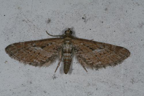 Réf. 45 716 : Eupithecia scopariata