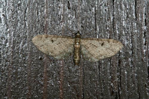 Eupithecia sp.