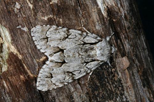 Réf. 45 797 : Acronicta sp.