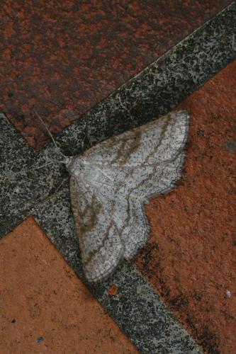 Perconia strigillaria